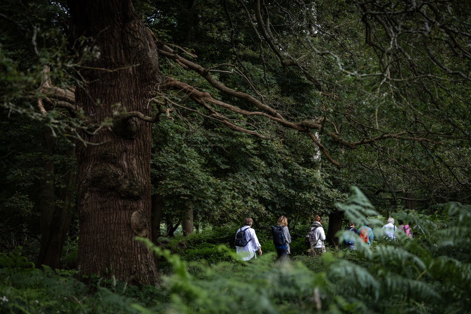 A small group walking beneath ancient trees in a deep green woodland