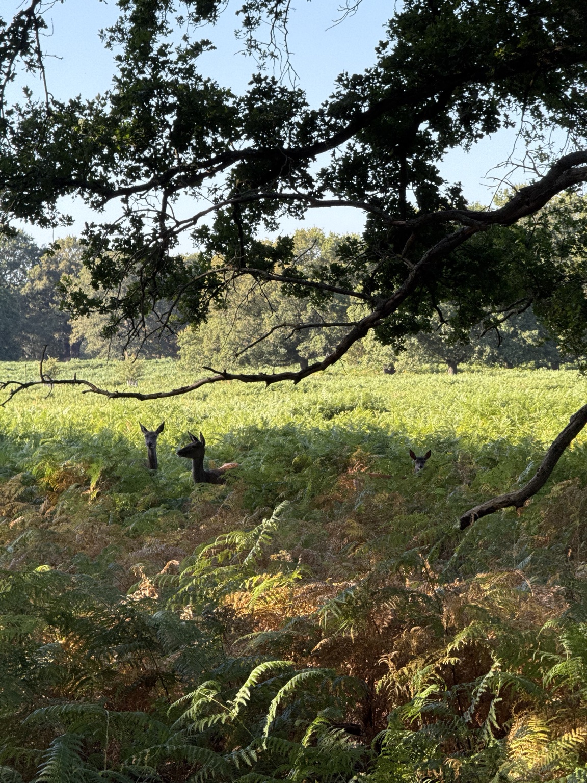 Deer resting among ferns beneath spreading oak branches